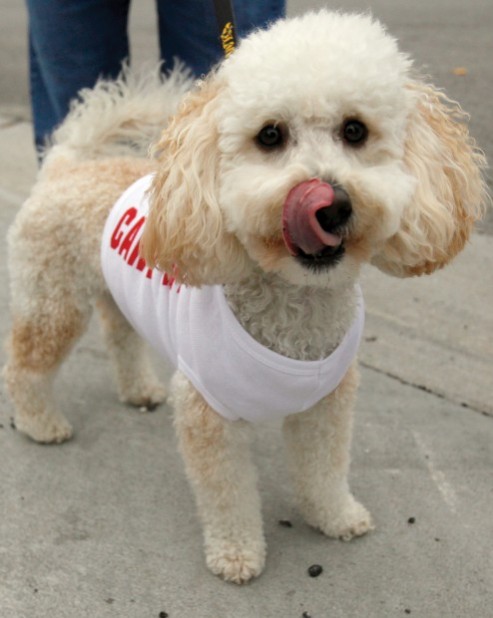 DOG PARADE IN DAVENPORT